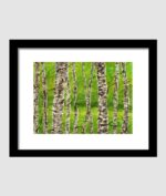 Birch Forest In Summer